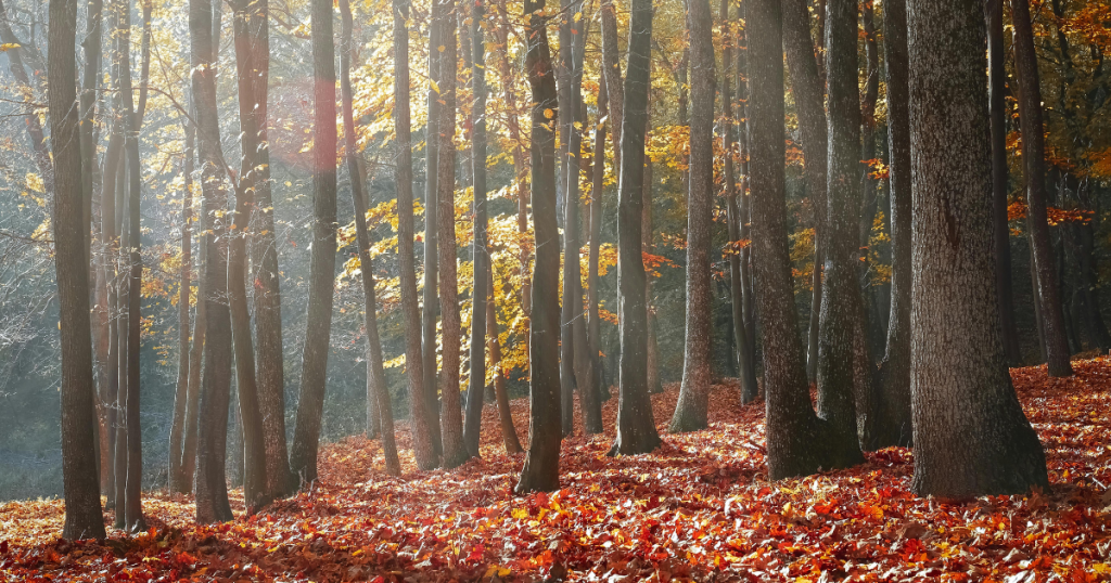 bosque frondoso en otoño con arboles y hojas