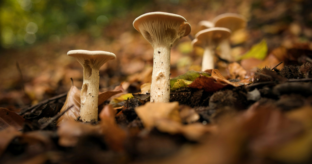 setas en primer plano en un bosque en otoño